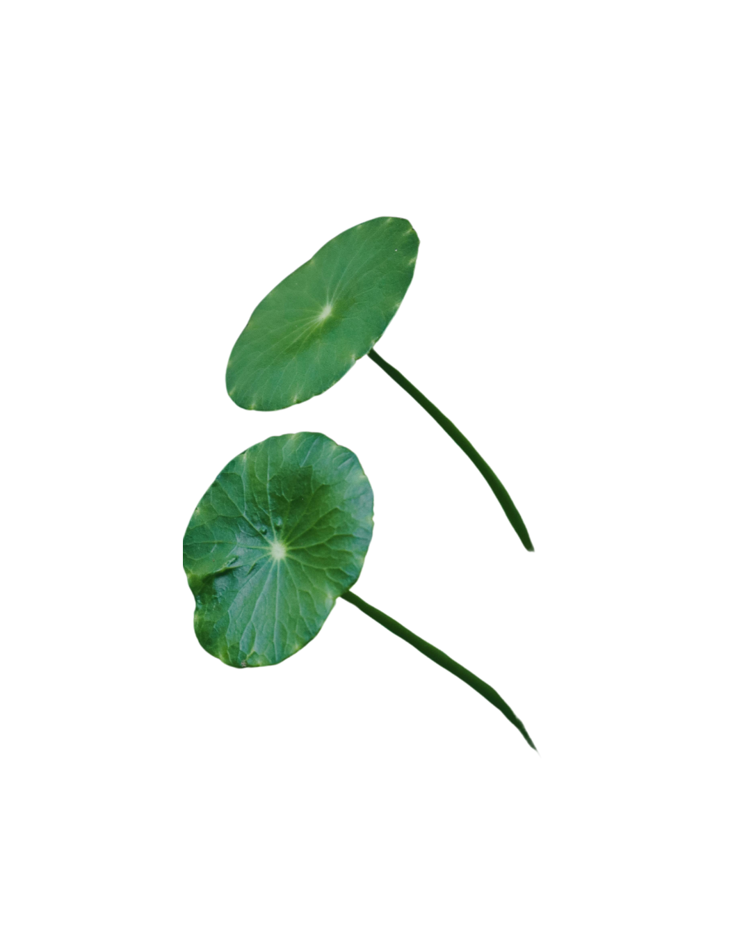 Illustration of centella asiatica leaf, a calming botanical known to reduce redness and support skin barrier repair